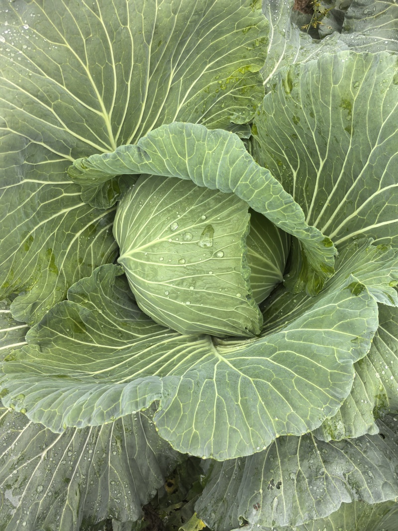 重庆市潼南产地直发脆莲白