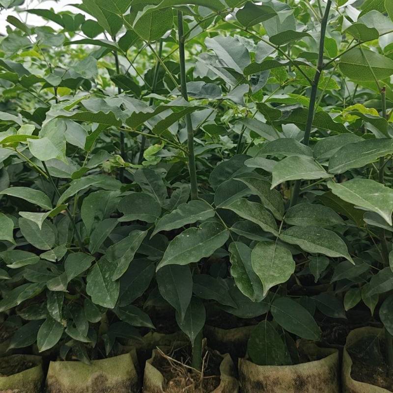 红豆苗，地径0.5至1公分，容器10*12无纺布袋
