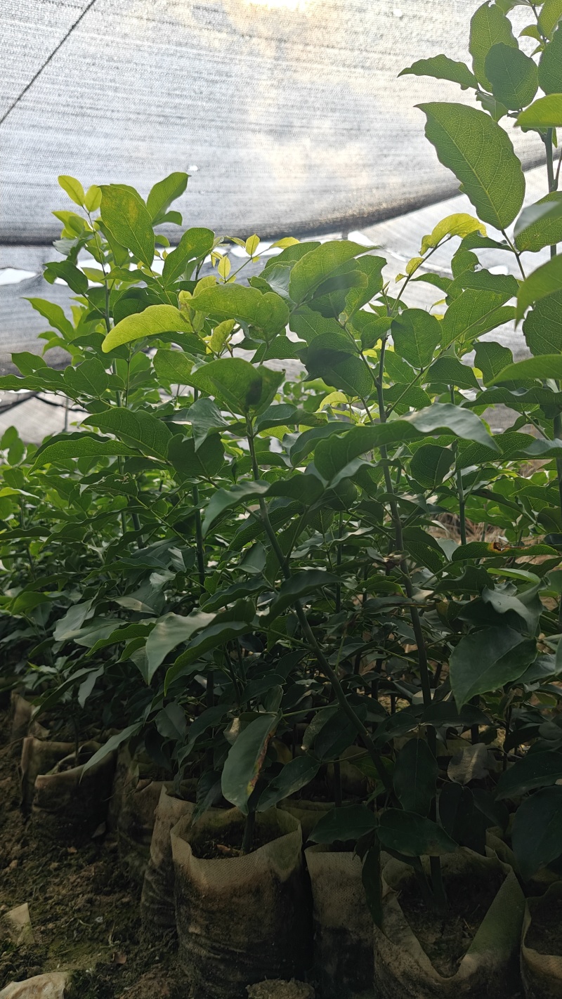 红豆苗，地径0.5至1公分，容器10*12无纺布袋