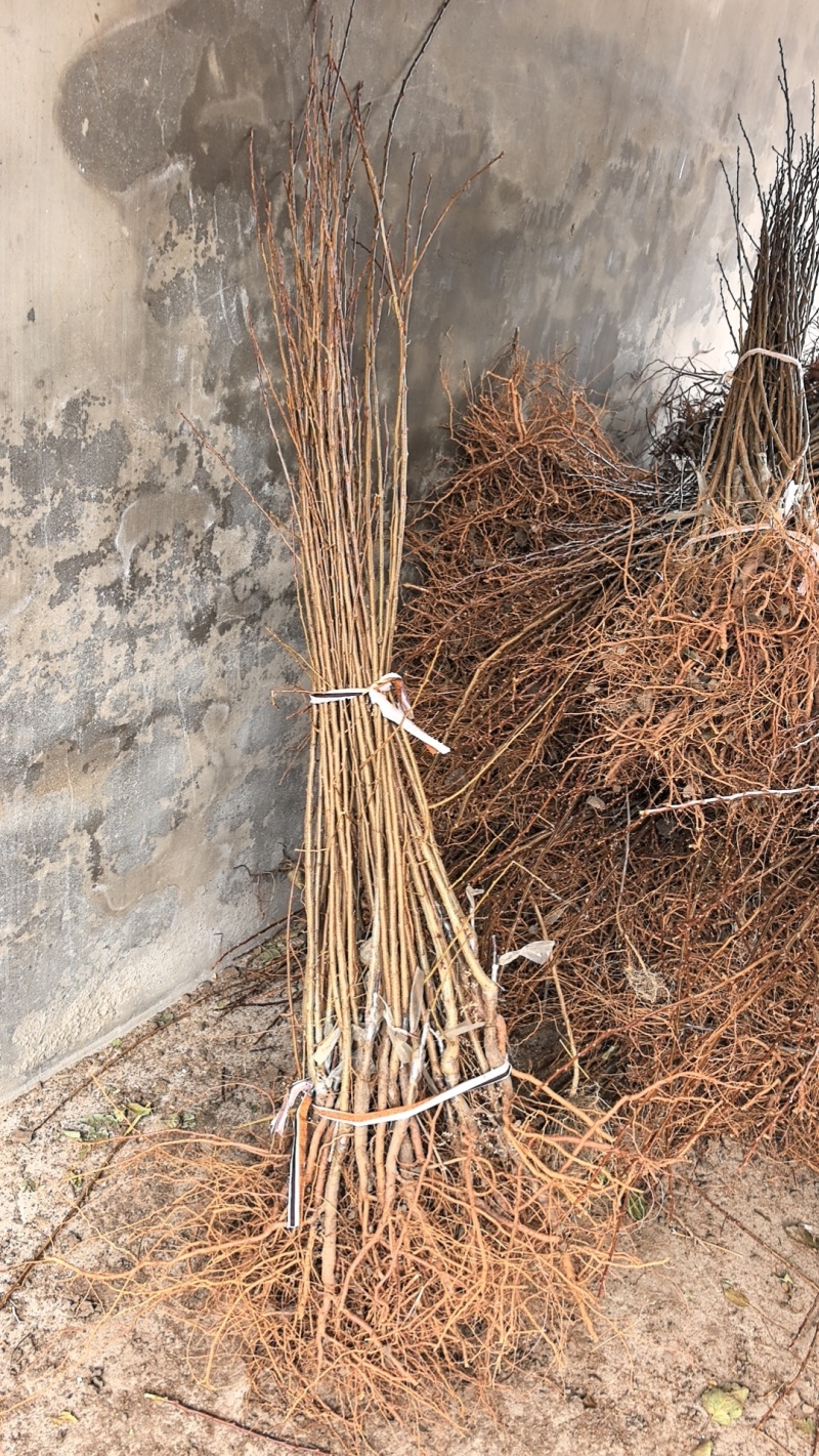 吉林省四平市梨树县挚友果树苗培育基地直销秋蜜李子苗