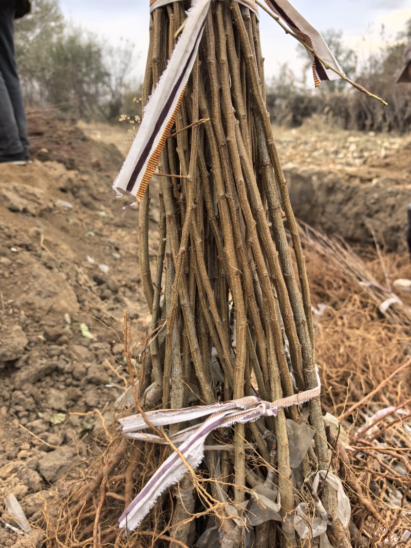 吉林省四平市梨树县挚友果树苗培育基地直销秋蜜李子苗