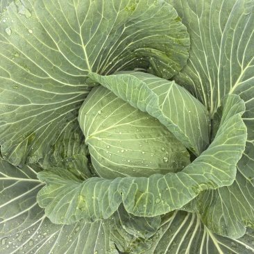 脆连白白菜