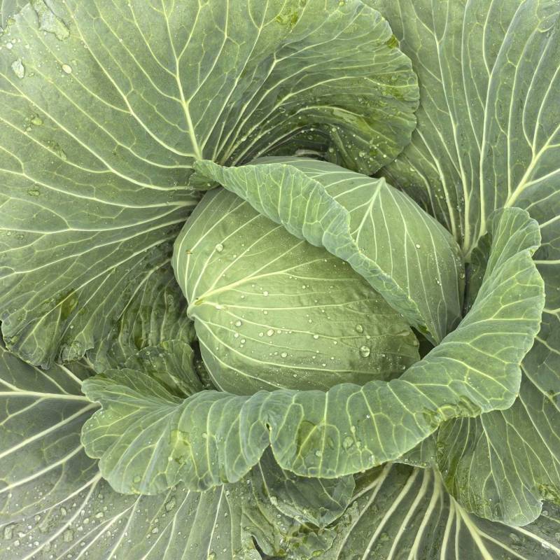 脆连白白菜