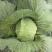 脆连白白菜