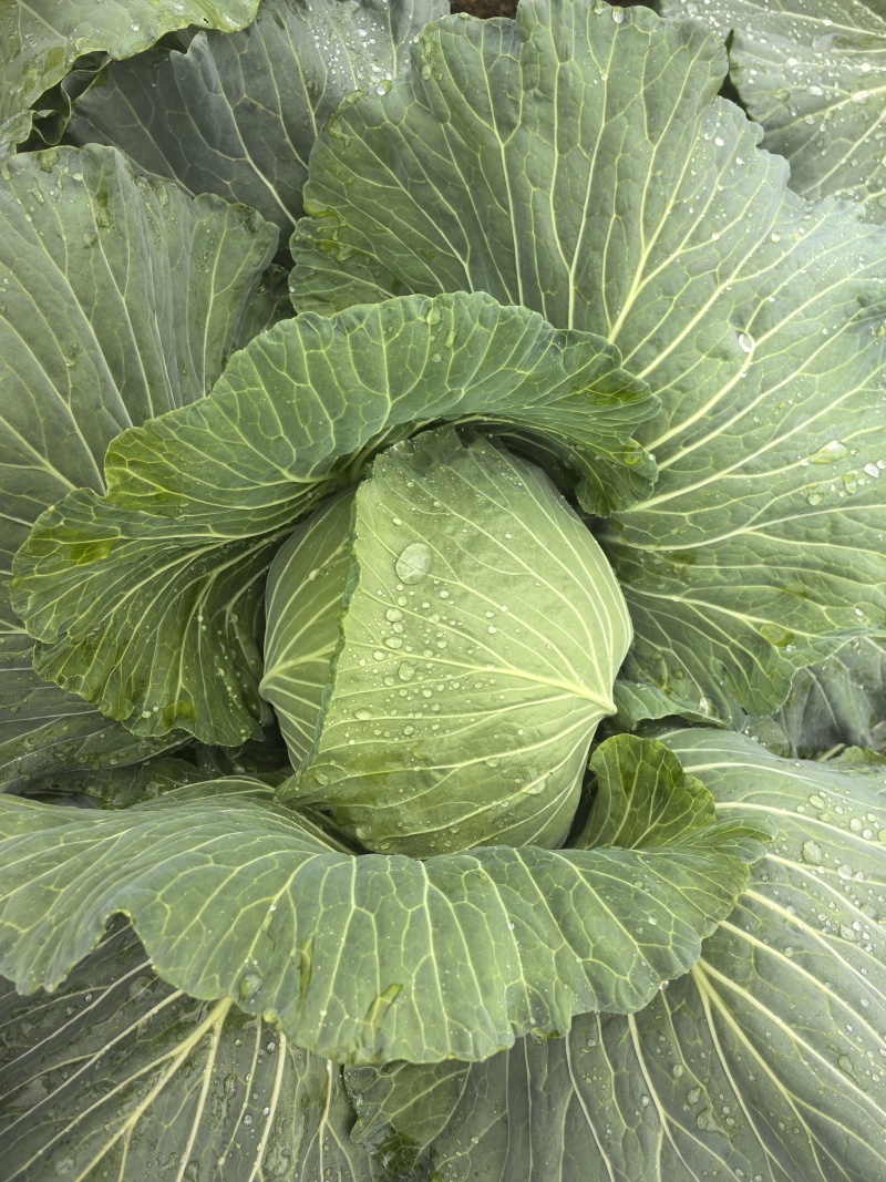 脆连白白菜