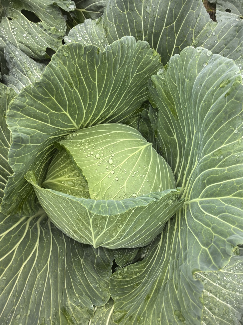 脆连白白菜