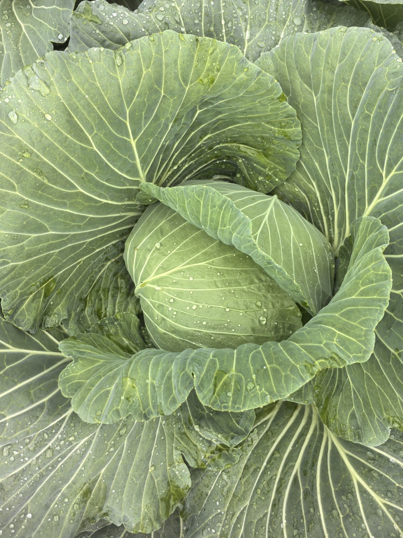 脆连白白菜