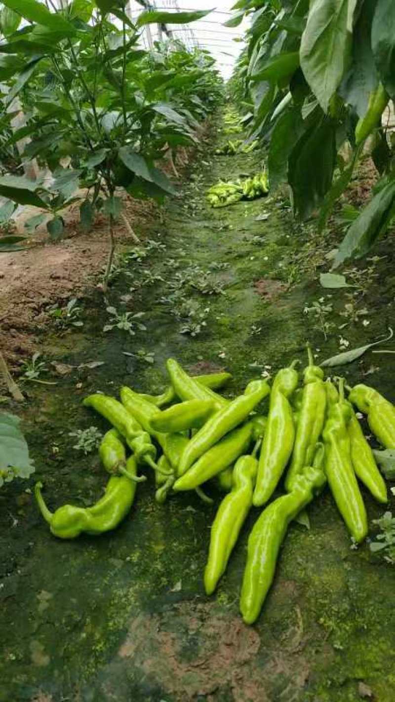 黄皮尖椒，螺丝椒大量供应。