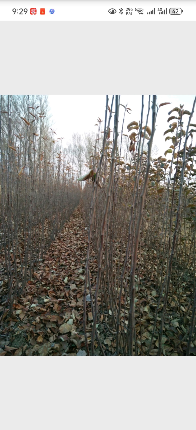 吉林省四平市梨树县挚友果树苗基地直销吉原红苹果苗