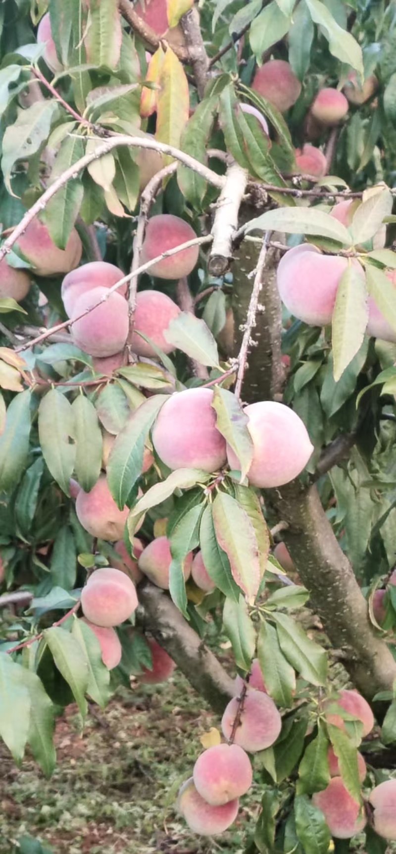 云南大理弥渡冬雪桃毛桃冬桃，脆甜可口桃香味浓郁