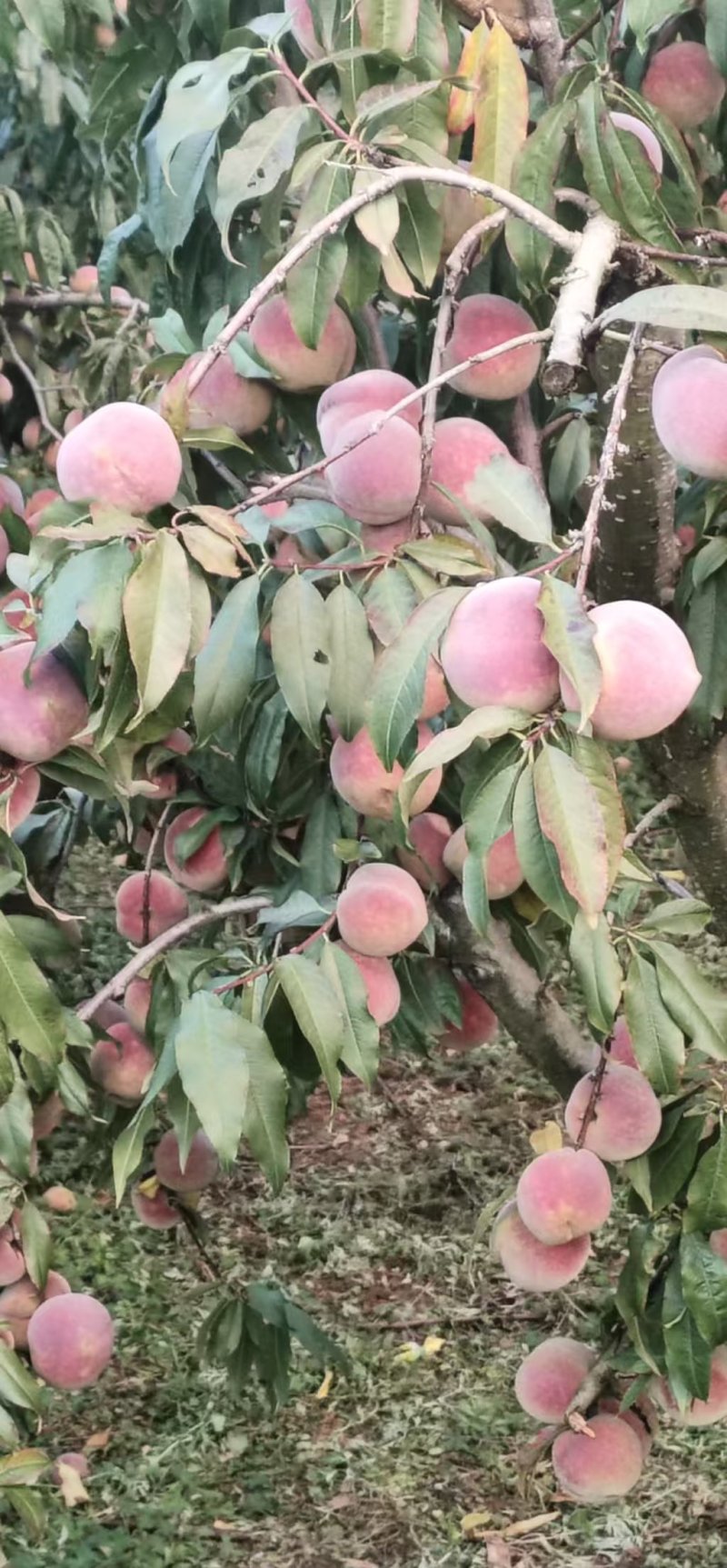 云南大理弥渡冬雪桃毛桃冬桃，脆甜可口桃香味浓郁