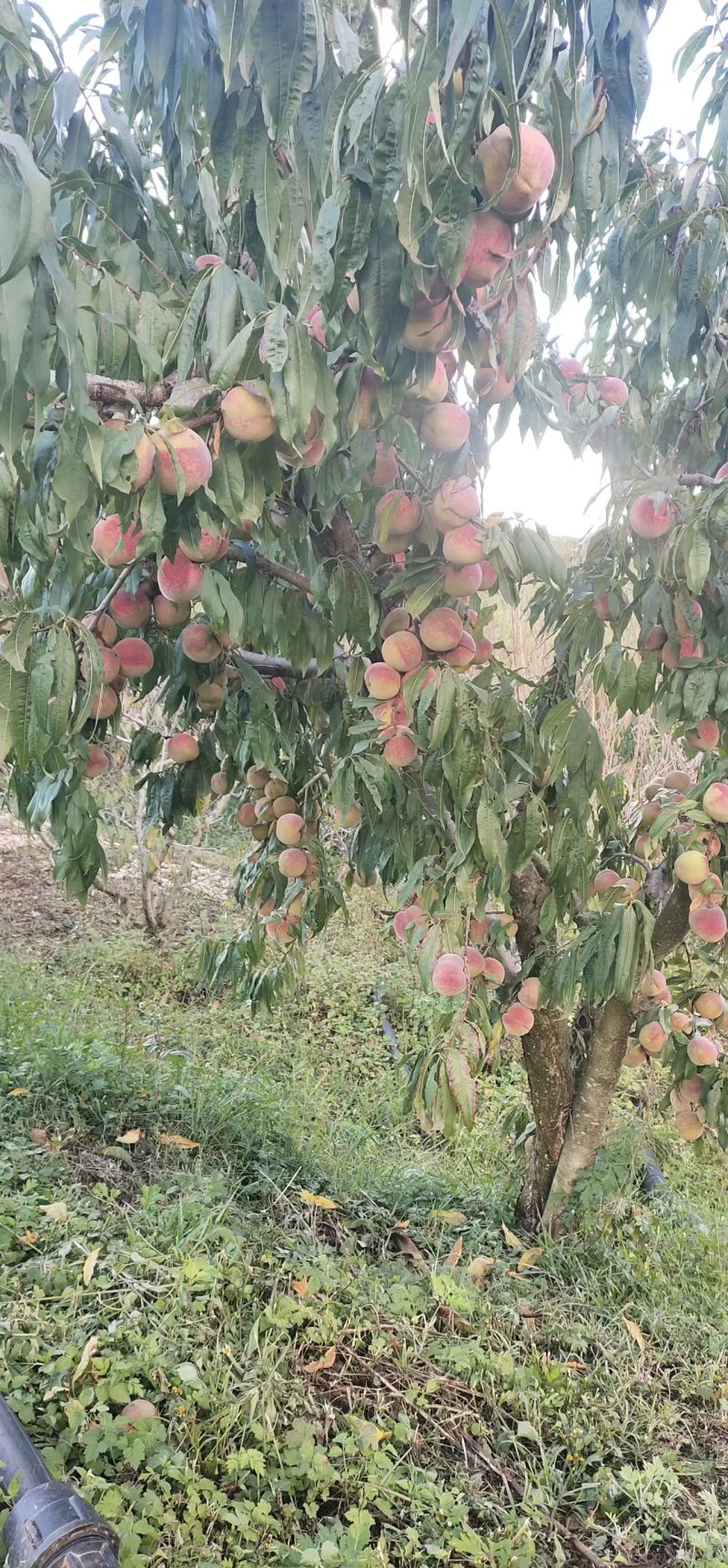 云南大理弥渡冬雪桃毛桃冬桃，脆甜可口桃香味浓郁