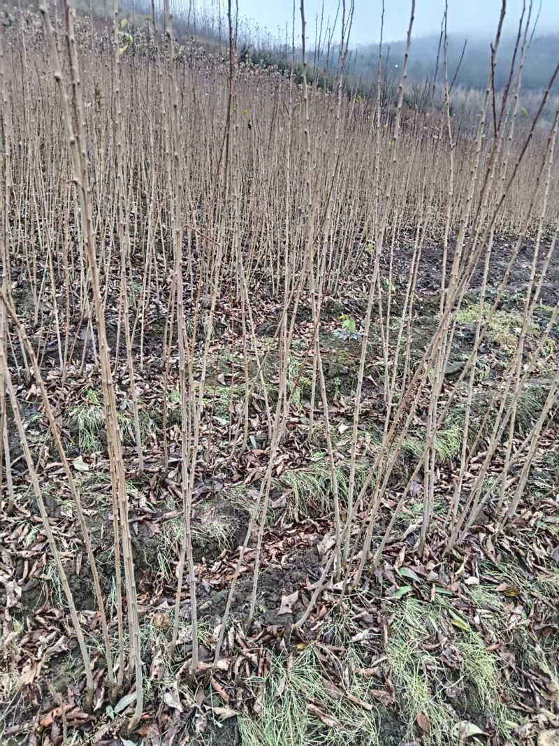 吉林省四平市梨树县挚手友果树苗培育基地直销富农三李子苗