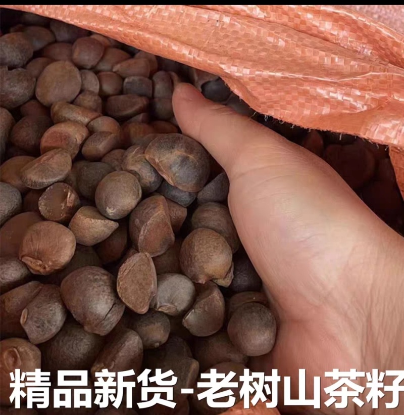 出售越南油茶籽