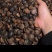 出售越南油茶籽