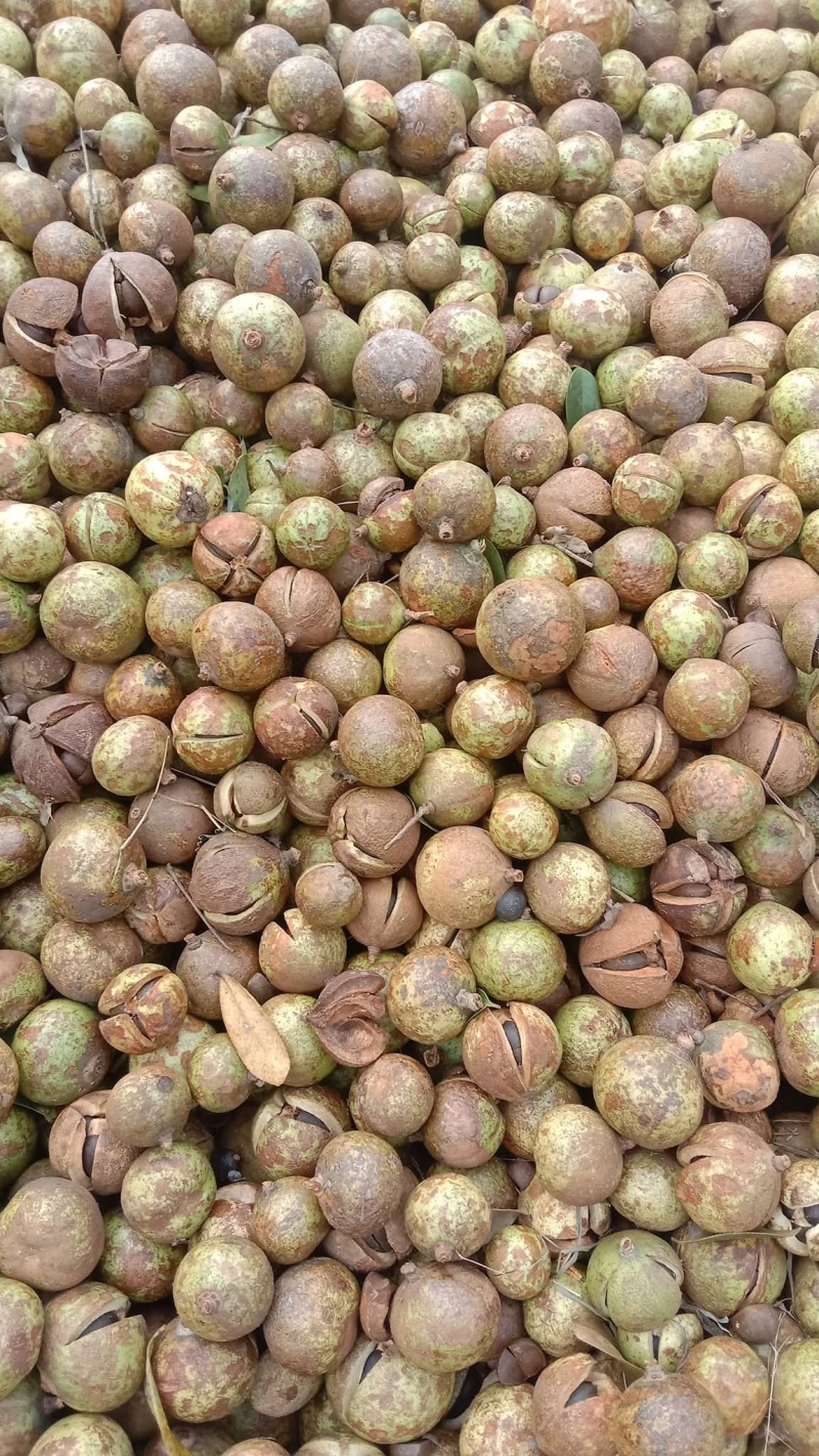 出售越南油茶籽