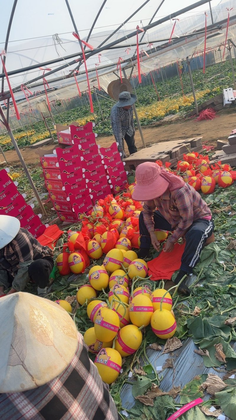 海南凤金6号乐东哈密瓜大量供应承接各大商超市场货