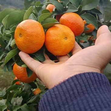 水果