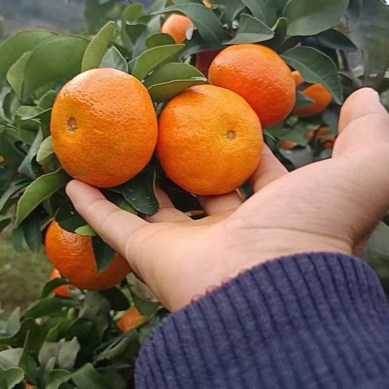 水果