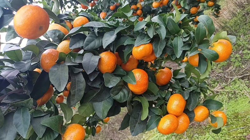 水果
