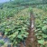 【热销】四川苍溪县实生猕猴桃苗优质砧木基地直发可实地考察
