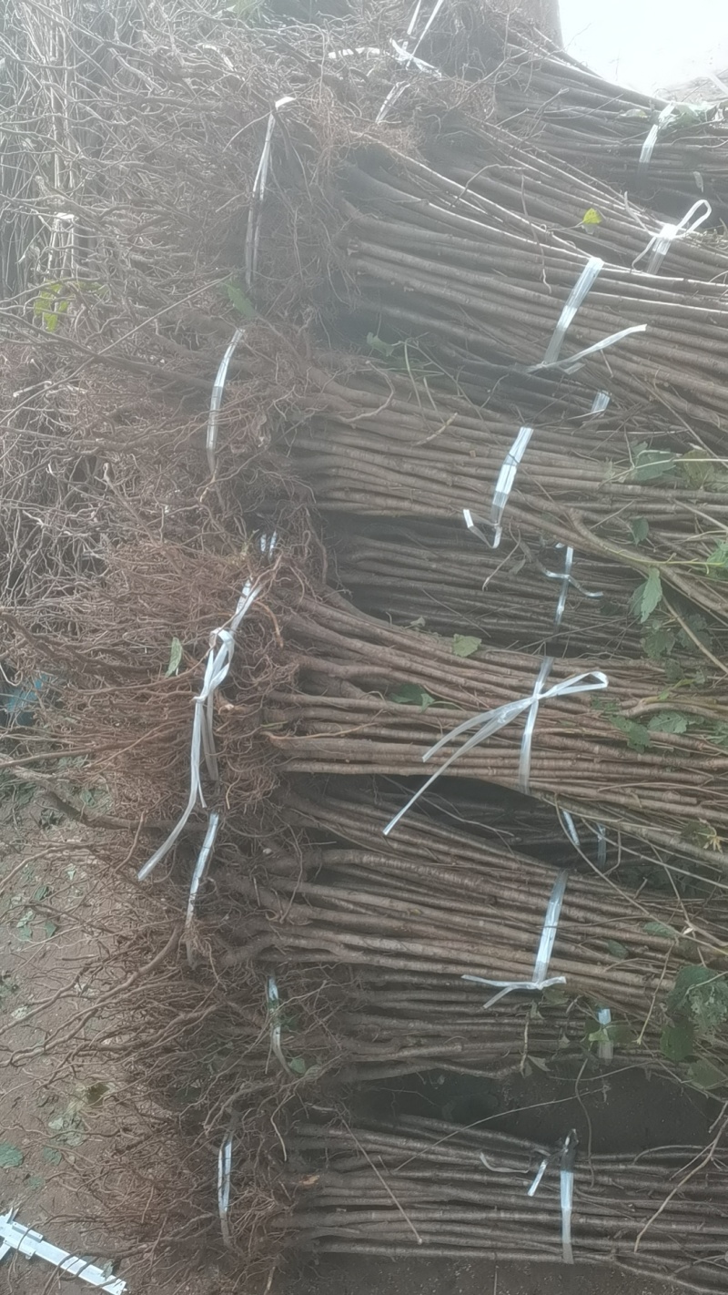 实生樱桃苗，优质砧木，根系发达基地直供现挖现发欢迎联系