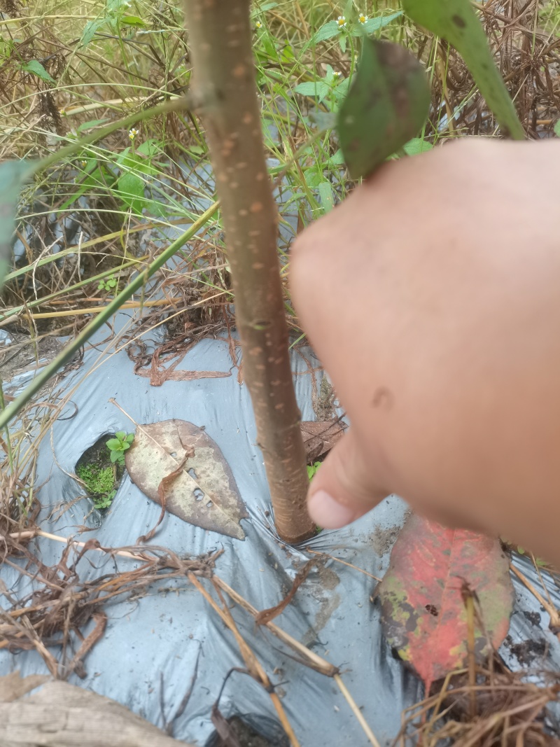 实生梨树苗棠梨杜梨酸梨等优质嫁接砧木基地直供提供技术指导