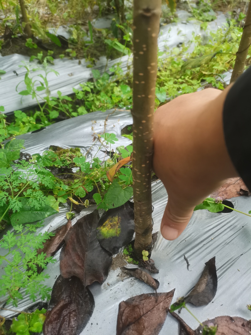 实生梨树苗棠梨杜梨酸梨等优质嫁接砧木基地直供提供技术指导