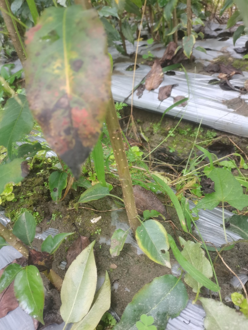 实生梨树苗棠梨杜梨酸梨等优质嫁接砧木基地直供提供技术指导