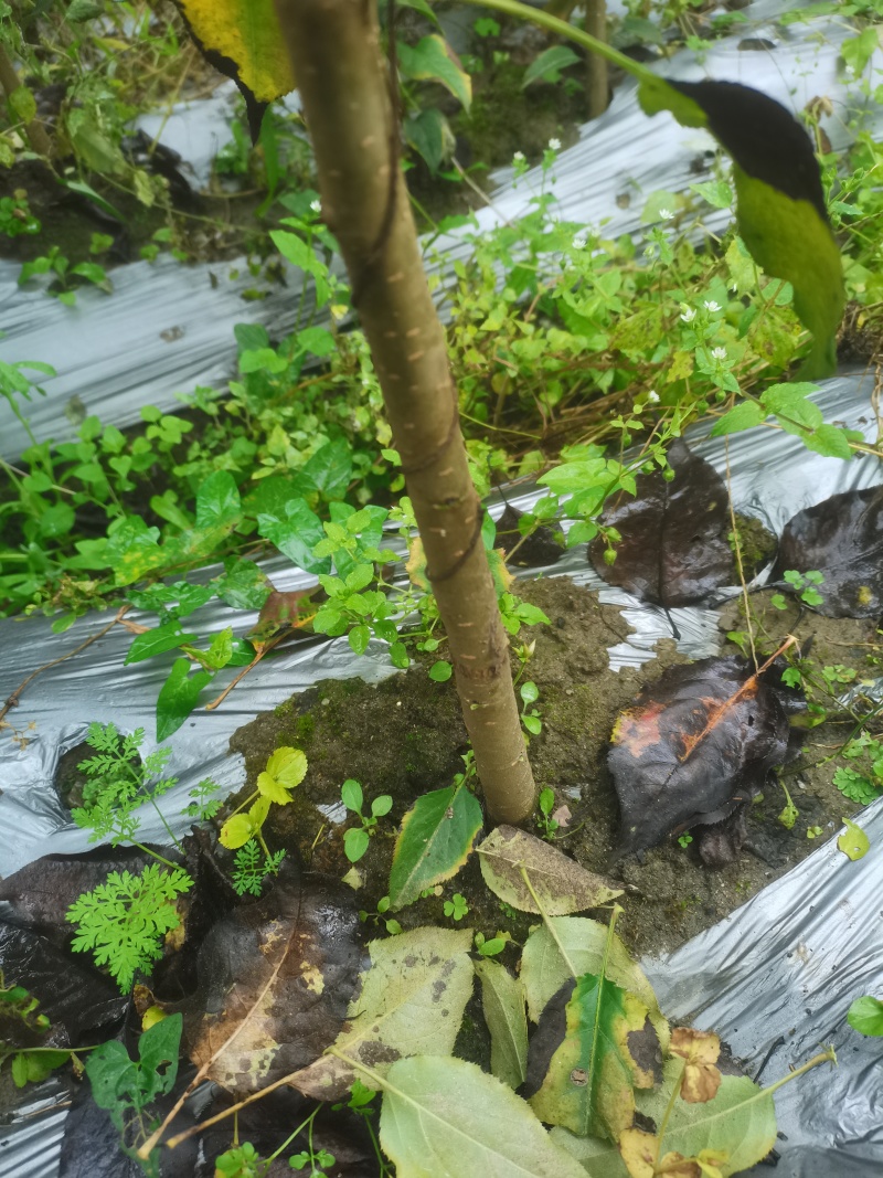 实生梨树苗棠梨杜梨酸梨等优质嫁接砧木基地直供提供技术指导