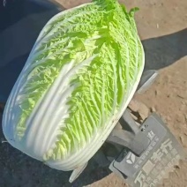 白菜大量现货，