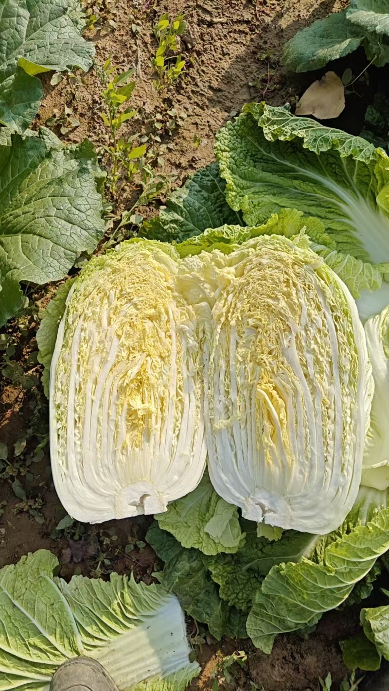 白菜大量现货，