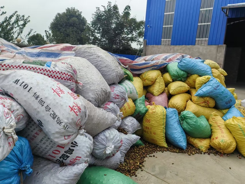 湖南50年野生山茶油籽茶仔出油率高**榨油坊食用油厂批发