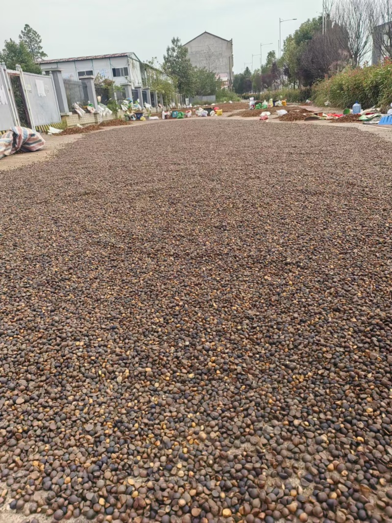 湖南50年野生山茶油籽茶仔出油率高**榨油坊食用油厂批发