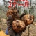 小草坝天麻高山防野生种植雪地现挖现发粉粉的贵点千值万值