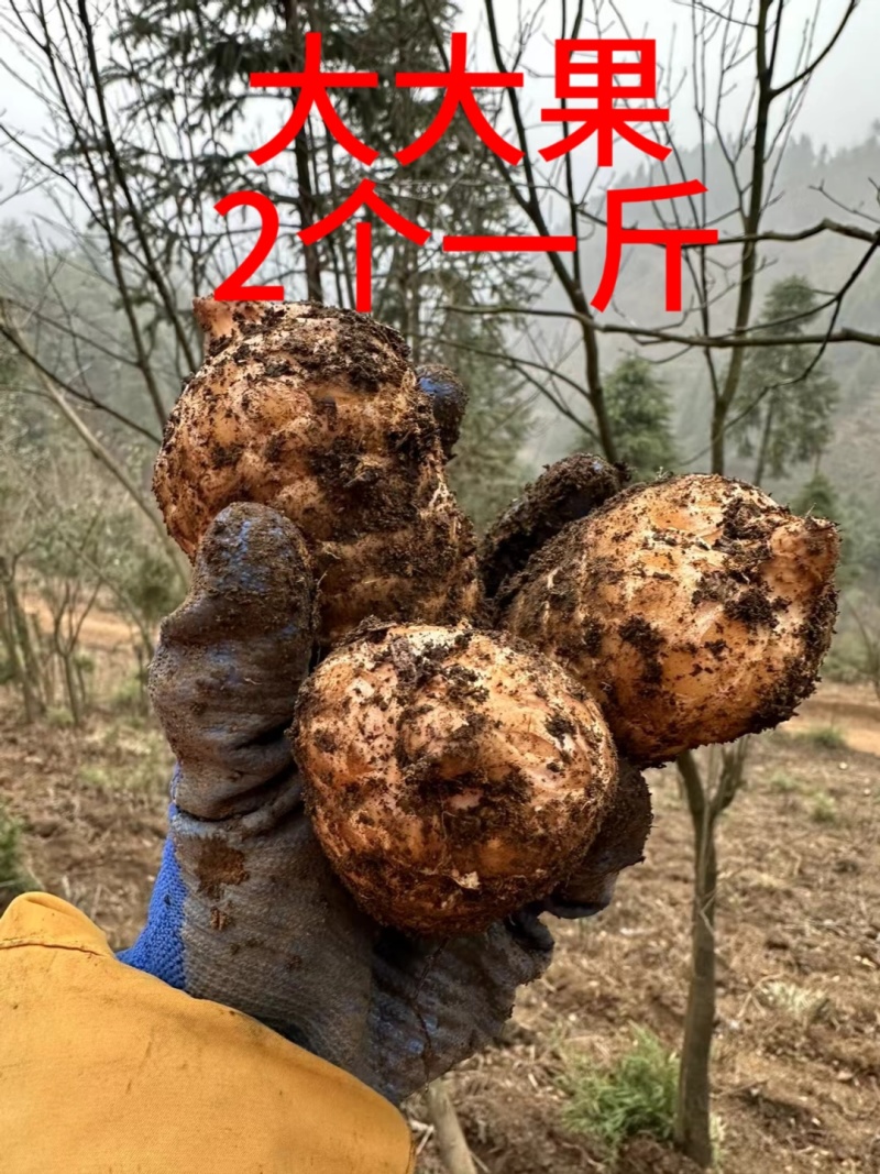 小草坝天麻高山防野生种植雪地现挖现发粉粉的贵点千值万值