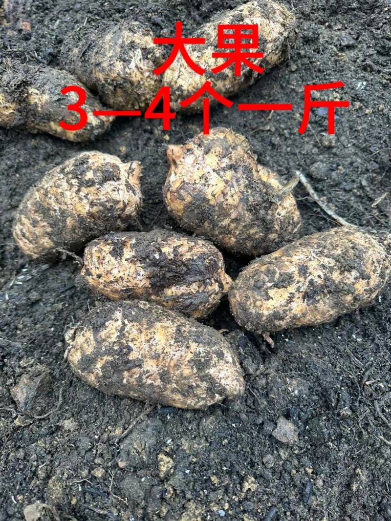 小草坝天麻高山防野生种植雪地现挖现发粉粉的贵点千值万值