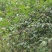 长年批发正宗野生山茶油籽山茶籽全干无水份欢迎预约订购