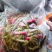 泡辣椒，杭椒，红杭椒，线椒，好产量，好品质，加工厂直供