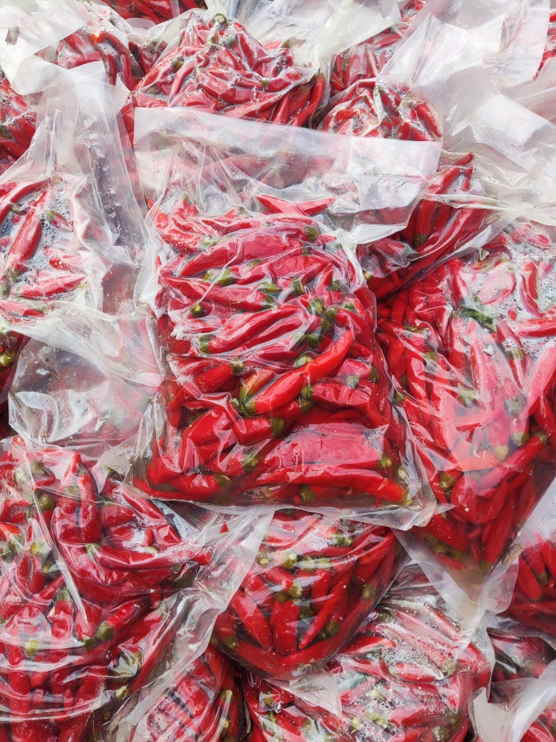 泡辣椒，杭椒，红杭椒，线椒，好产量，好品质，加工厂直供