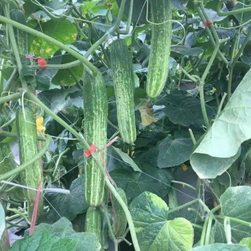 好特川绿11号黄瓜种子无苦味绿白黄瓜种籽抗病高产早熟蔬菜