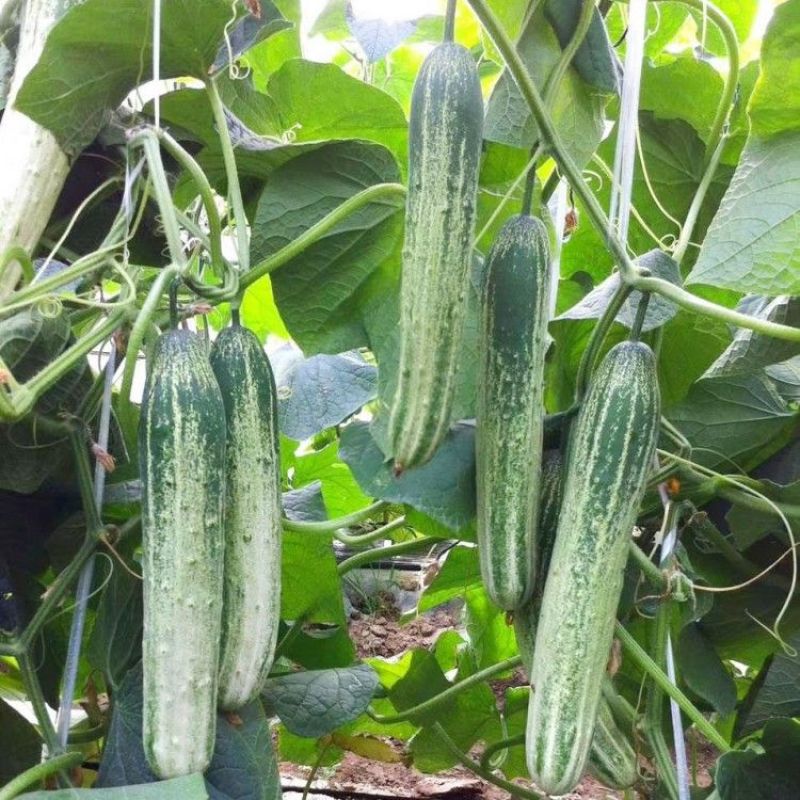 好特川绿11号黄瓜种子无苦味绿白黄瓜种籽抗病高产早熟蔬菜