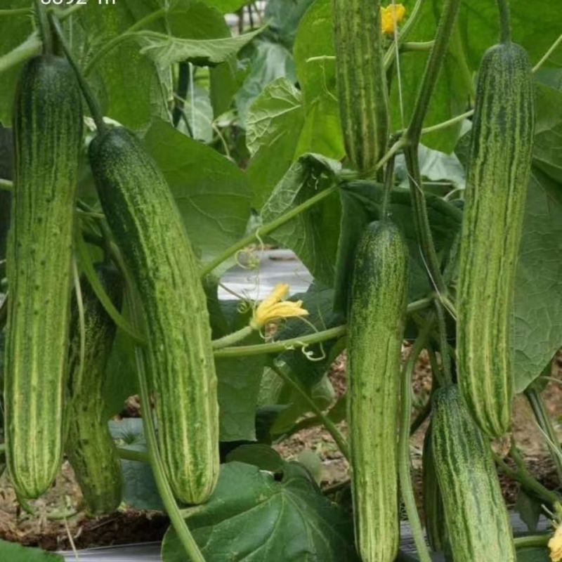 好特川绿11号黄瓜种子无苦味绿白黄瓜种籽抗病高产早熟蔬菜