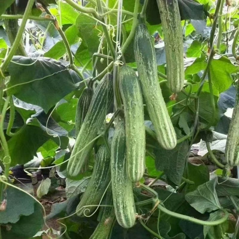 好特川绿11号黄瓜种子无苦味绿白黄瓜种籽抗病高产早熟蔬菜