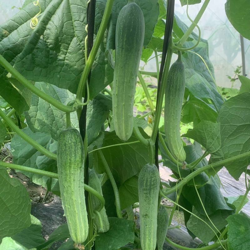 好特川绿11号黄瓜种子无苦味绿白黄瓜种籽抗病高产早熟蔬菜
