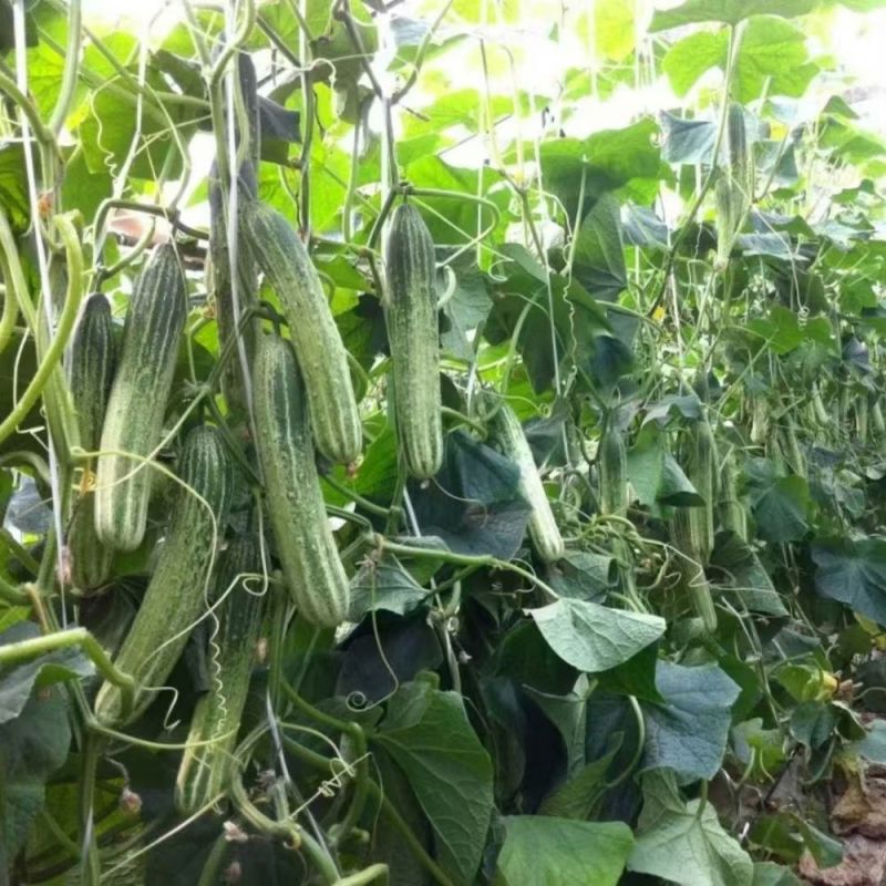 好特川绿11号黄瓜种子无苦味绿白黄瓜种籽抗病高产早熟蔬菜
