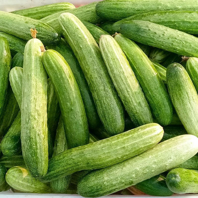 好特川绿11号黄瓜种子无苦味绿白黄瓜种籽抗病高产早熟蔬菜