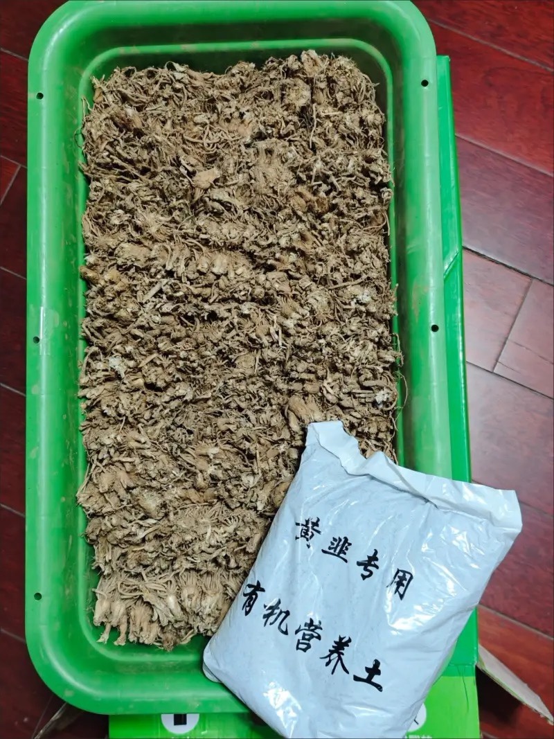 河北黄韭盆景基地直供