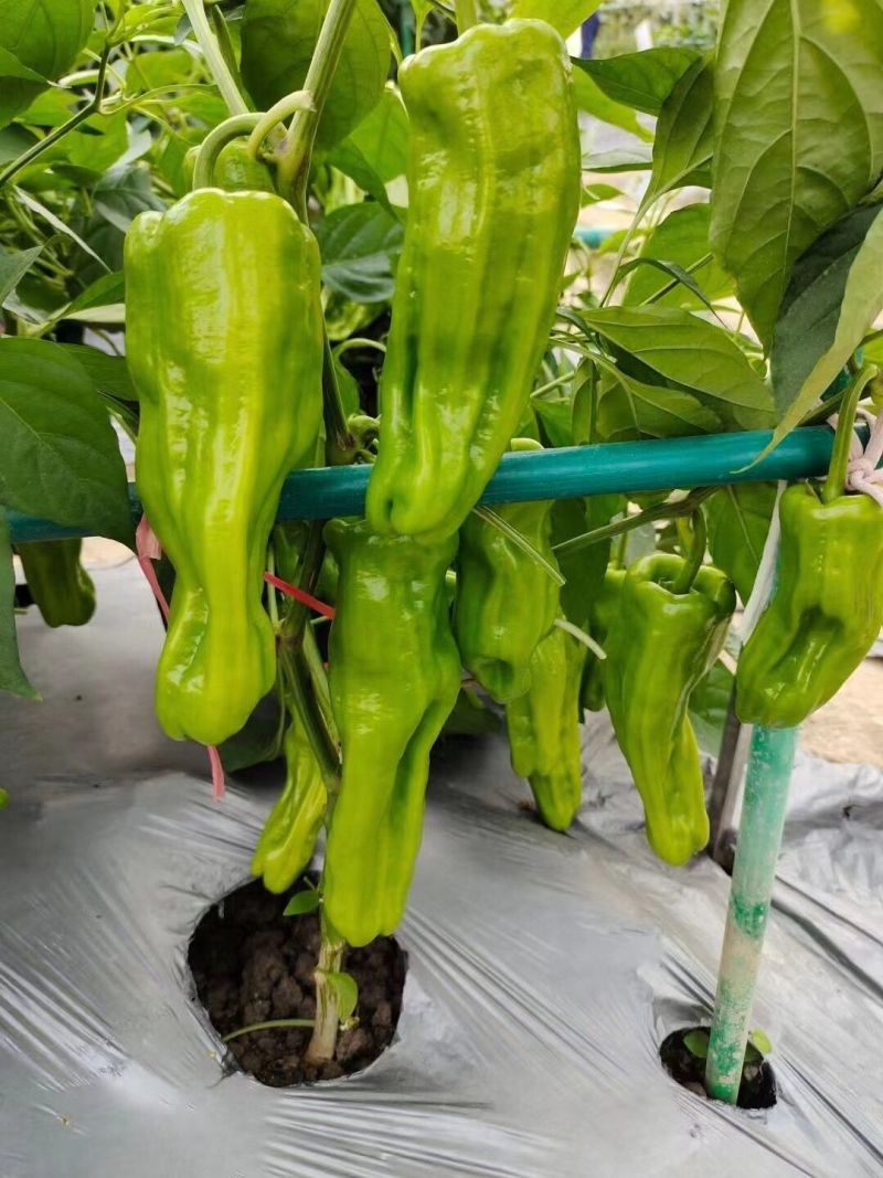 鸿福五号辣椒种子早熟大果薄皮椒味辣翠绿皮泡椒坐果能力强