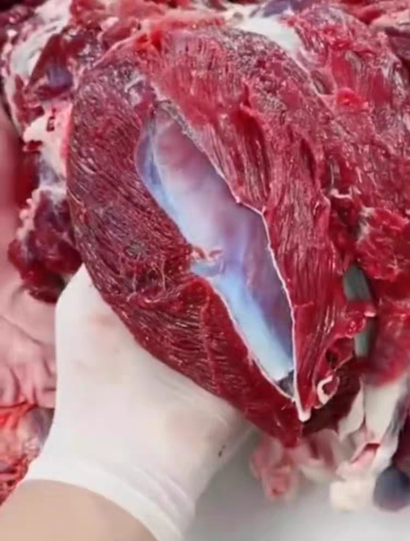 【鹿腿肉】东北现杀梅花鹿腿肉吉林白山临江市大块鹿肉冷链包邮